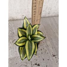 Sansevieria golden Hahnii