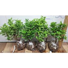 Иксора сп.(Т40) Карликовый (Кремовый цветок) / Ixora sp.(T40) Dwarf (cream flower) 87