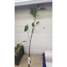 Artocarpus heterophyllus 'Sri Banjonk' (grafted) mart 22