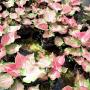 Caladium C-17