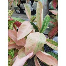 Aglaonema Pinky Banana A-48