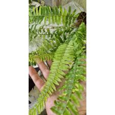 Нефролепис эксалтата 'Тигр' варегатный / Nephrolepis exaltata 'Tiger' variegated (S)