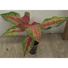 Aglaonema Panama - Red A-93