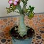 Adenium cristata