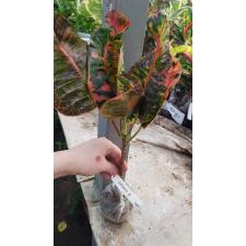 Codiaeum Nakorn Khuenkan 138/1
