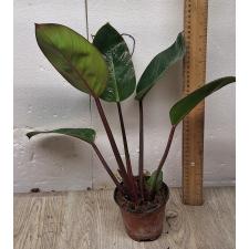 Филодендрон ред бьюти / Philodendron red beauty