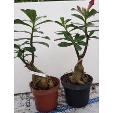 Adenium EK 8370