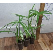 Куперус сп. варегатный / Cyperus sp. variegated (S)