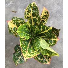 Codiaeum Siam Harmonius 332 dekabr