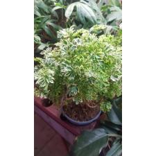 Polyscias Hawaiiana Ming Gold Bonsai14 cm pot 22,09