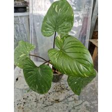 Homalomena rubescens 'Silver Splash'  177 по 2900р