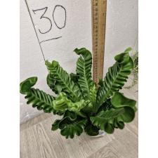 Asplenium Cobra pot 