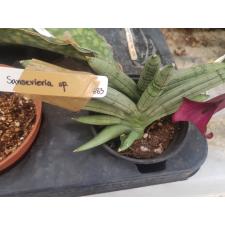 Sansevieria Boncel (Silver 683