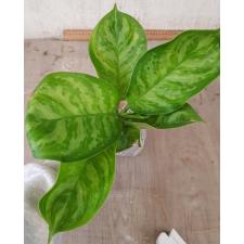 Aglaonema Toon graw A-46