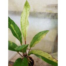 Anthurium variegated sp 3