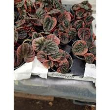 Peperomia abricot mini 6 cm pot
