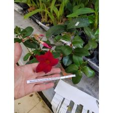 Mandevilla Sundavilla Rio Red 10 cm pot