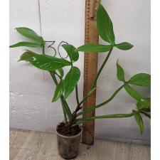 Филодендрон Трипатитум / philodendron tripartitum
