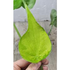 Алоказия кукулата золотая / Alocasia cucullata gold (S)