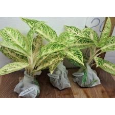 Аглаонема Легаси - белая / Aglaonema Legacy - white A-109