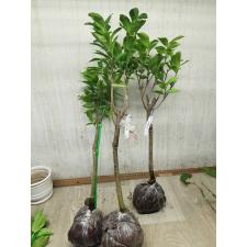 Annona muricata variegata (grafted) 13