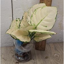 Аглаонема Супер Белая / Aglaonema Super White A-40
