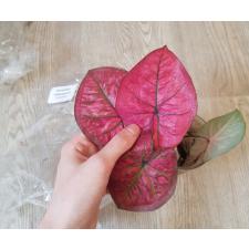 Caladium sp CC-4