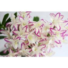 Den. Rainbow Dance 'Hanamizuki'