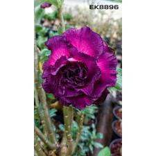 Adenium sp 8896