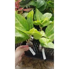 Aglaonema White Rose 57
