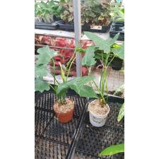 Philodendron 'Lime Fiddle' 572/1