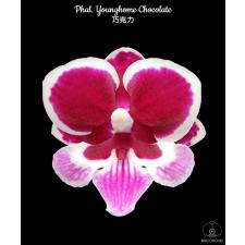 Фаленопсис Йонгхом Чоколате / Phal. Younghome Chocolate