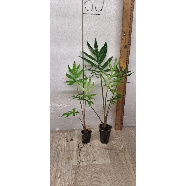 Alocasia brancifolia pot