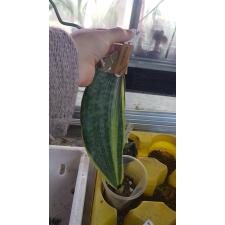 Sansevieria elliptica x masoniana (silver variegated)(1 leaf).656