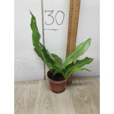 Microsorum Musifolium Crocodyllus M