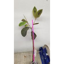 Psidium guajava (red leaf) variegated  mart 281