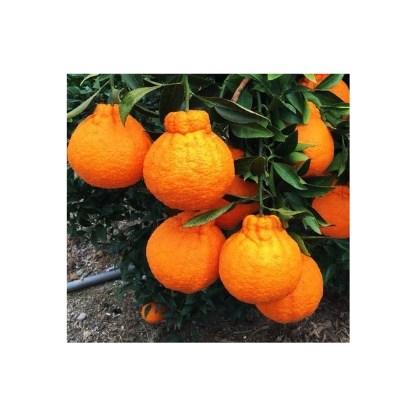 Цитрус рекулата "Ширануй" (Декопон Орандж) / Citrus reticulata 'Shiranui' (Dekopon Orange)