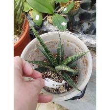 Sansevieria Crocodile Rock. 732/1