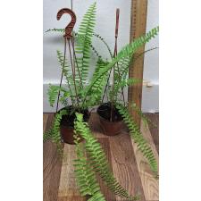 Нефролепис Кордифолия (Таиланд) / Nephrolepis Cordifolia (thailand) (M)