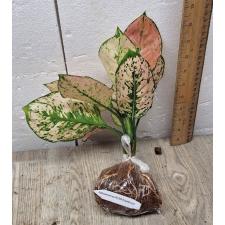 Aglaonema Kamkoon no.2 A-139