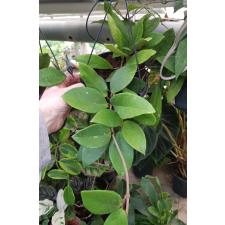 Hoya Carnosa подвес 15 cm