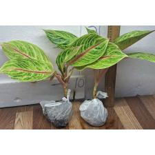 Аглаонема Тонг Сиам. / Aglaonema Tong Siam A-32