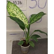 Диффенбахия Хонг Херн / Dieffenbachia Hong Hern
