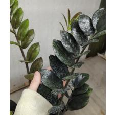 Zamioculcas zamiifolia SP (black leaf) 