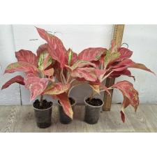 Аглаонема Красная Королева / Aglaonema Red Queen pot