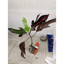 Codiaeum (T26) Red veination and black trilobe leaf 65