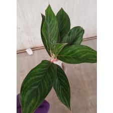 Aglaonema Fine green line A-136