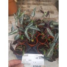 Alocasia 'dwarf' 5 см pot
