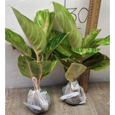 Аглаонема Тонг Сиам. / Aglaonema Tong Siam A-32