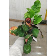 Codiaeum Meree (C1) 74